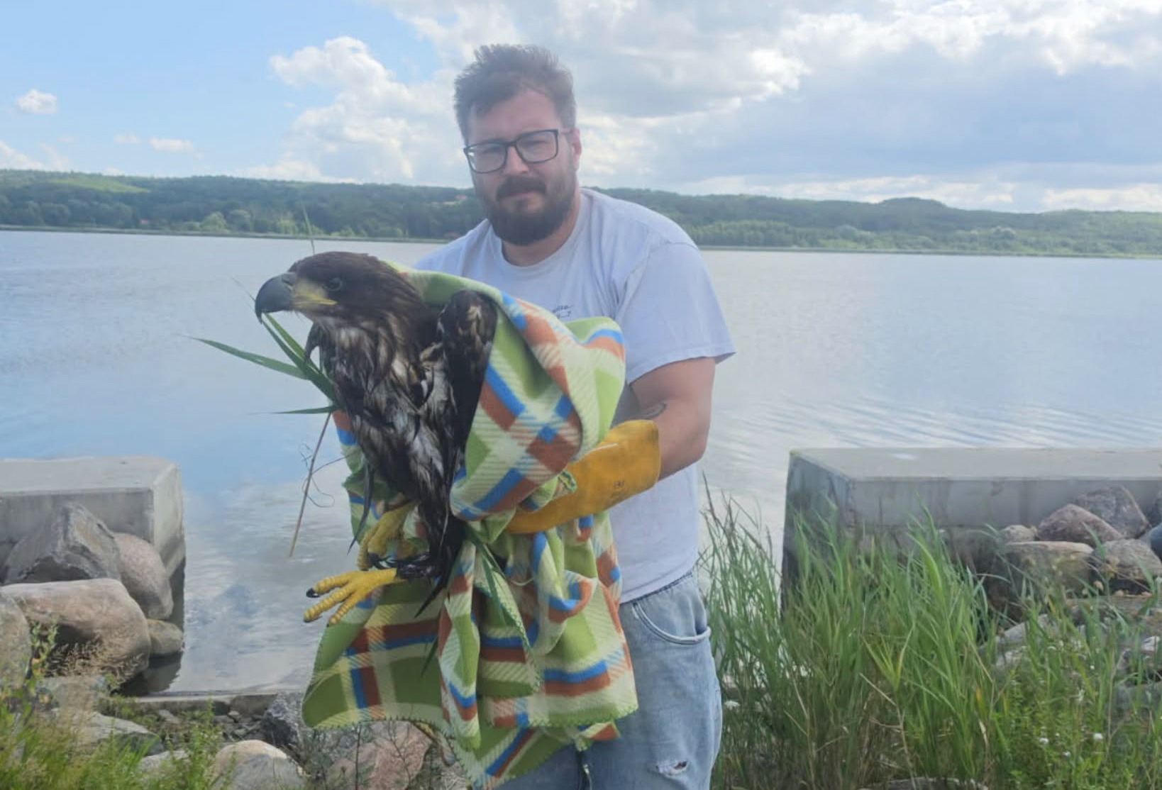 Młody bielik dryfował w kanale. Pomoc przyszła w ostatniej chwili