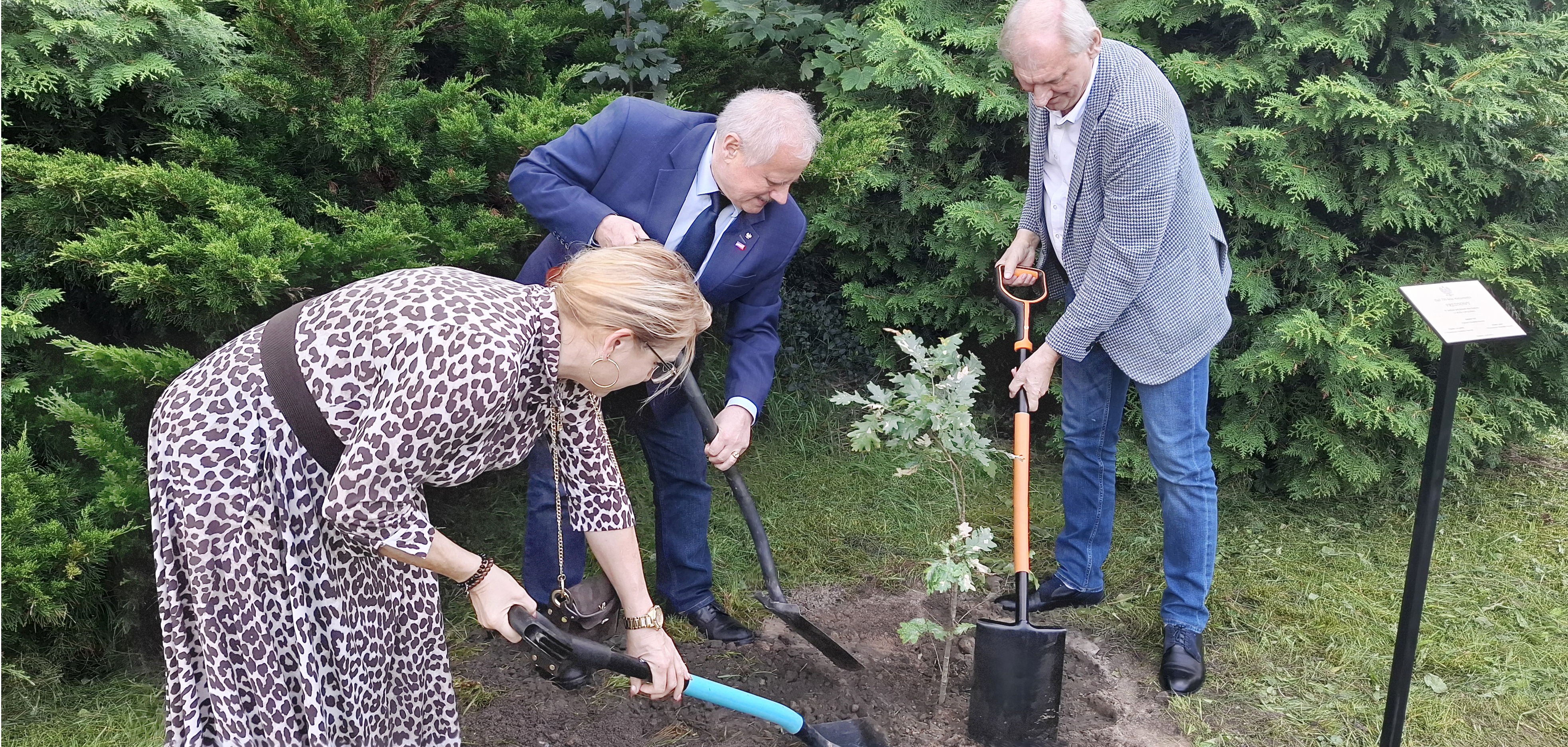 Wyjątkowy prezent na 700-lecie Frednowych. Pamiątkowy dąb już rośnie
