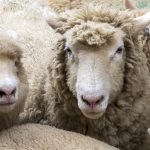 Hodowcy owiec z Warmii i Mazur otrzymają psy pasterskie. Owczarki mają chronić stada przed wilkami